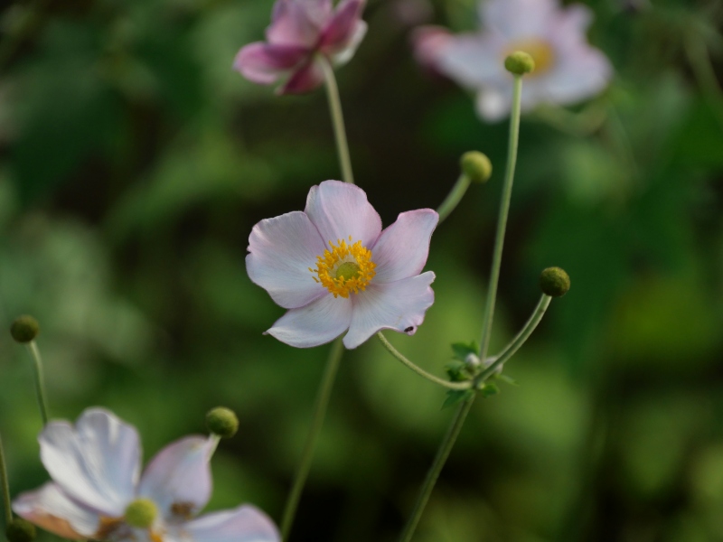 アネモネ ‘ハドスペン アバンダンス’(Eriocapitella hupehensis (Lemoine) Christenh. & Byng ‘Hadspen Abundance’)