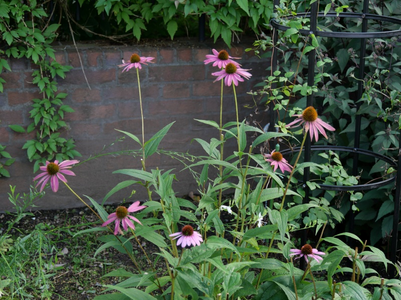 エキナケア ‘シャイアン スピリット’(Echinacea ‘Cheyenne Spirit’)