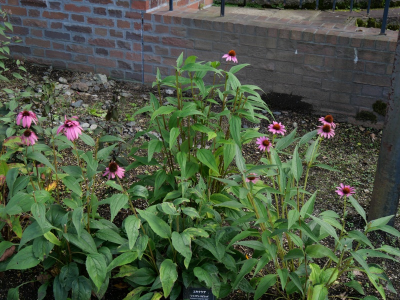 エキナケア ‘シャイアン スピリット’(Echinacea ‘Cheyenne Spirit’)