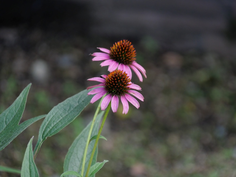 エキナケア ‘シャイアン スピリット’(Echinacea ‘Cheyenne Spirit’)