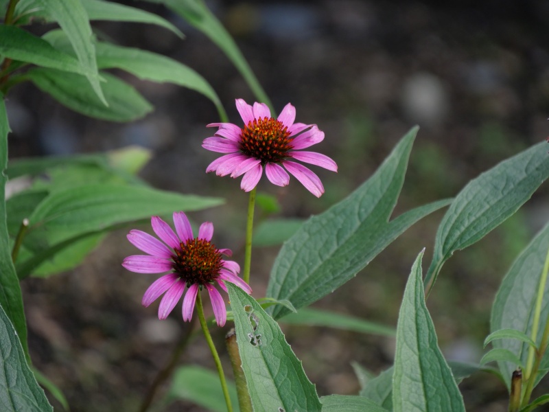 エキナケア ‘シャイアン スピリット’(Echinacea ‘Cheyenne Spirit’)