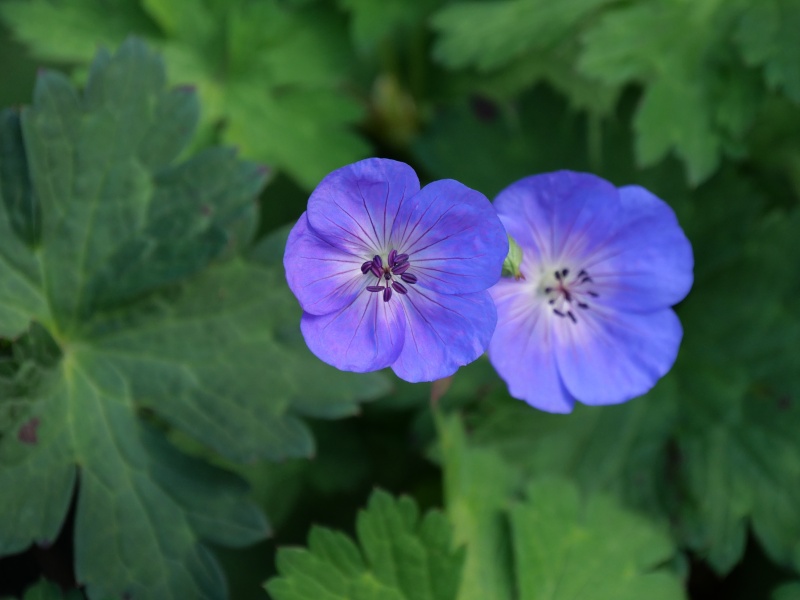 ゼラニウム ロザンヌ