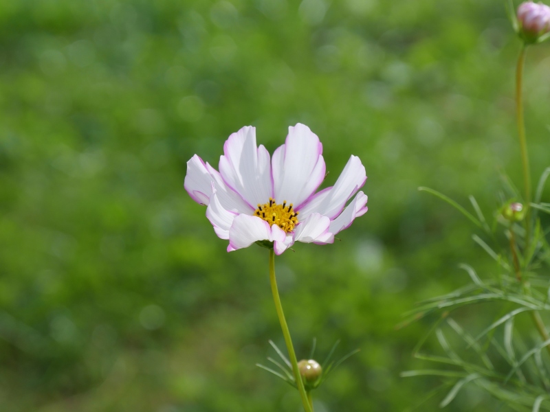 コスモス アーリーピコティ サッポロ