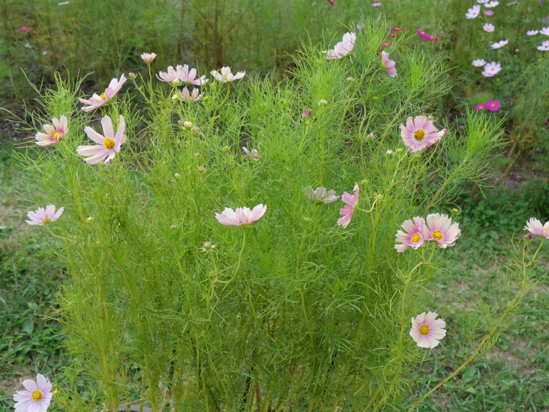 コスモス アプリコットレモネード