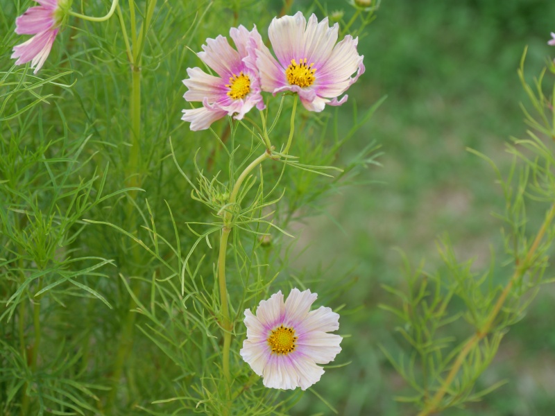 コスモス アプリコットレモネード