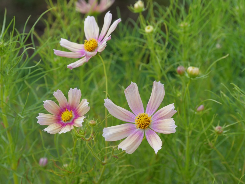 コスモス アプリコットレモネード