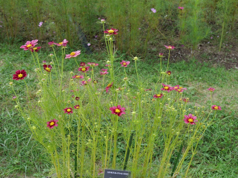 コスモス アンティキティ