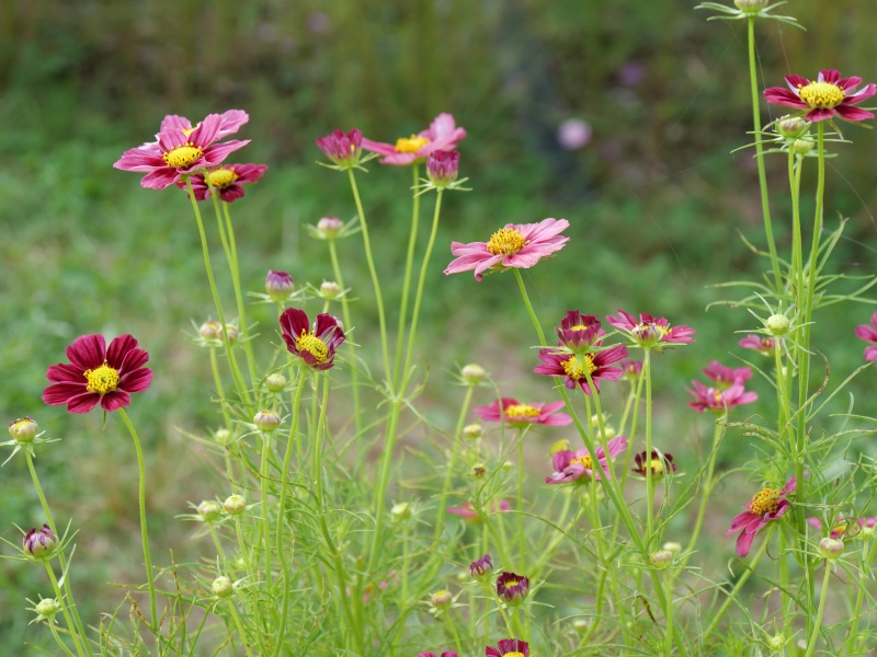 コスモス アンティキティ