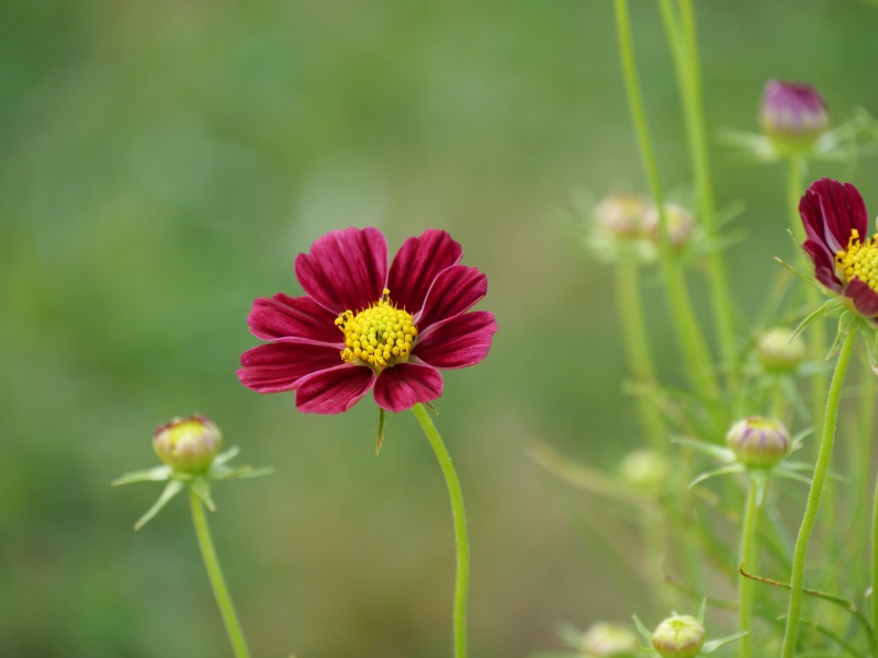 コスモス アンティキティ