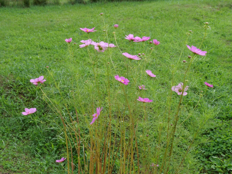 コスモス センセーション ラディアンス
