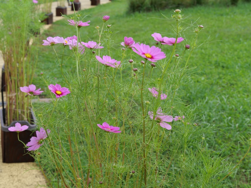 コスモス センセーション ラディアンス