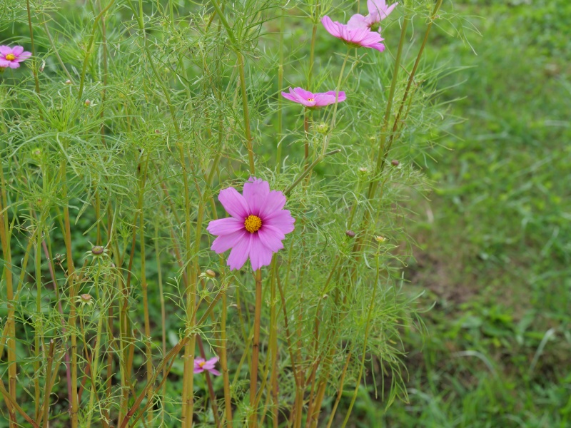 コスモス センセーション ラディアンス