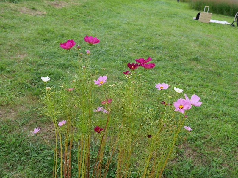 コスモス ソナタ プレミアムミックス