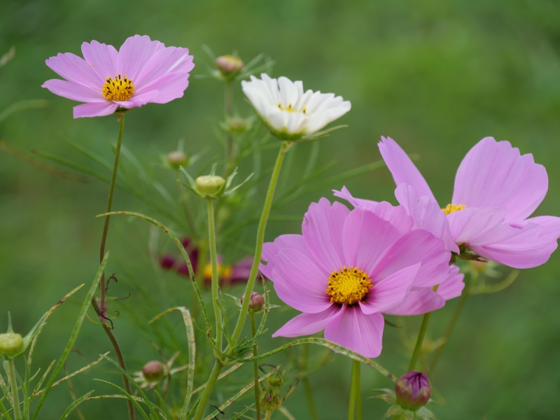 コスモス ソナタ プレミアムミックス