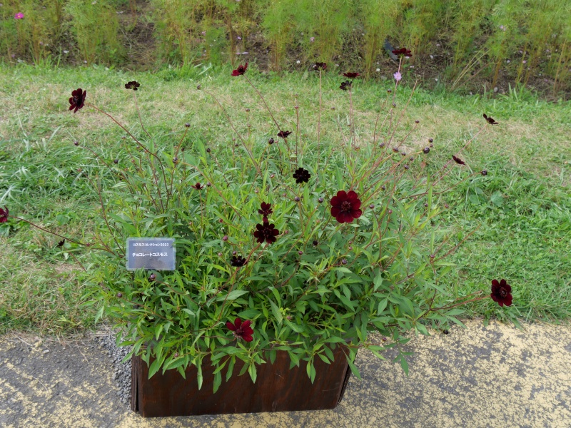 コスモス チョコレートコスモス