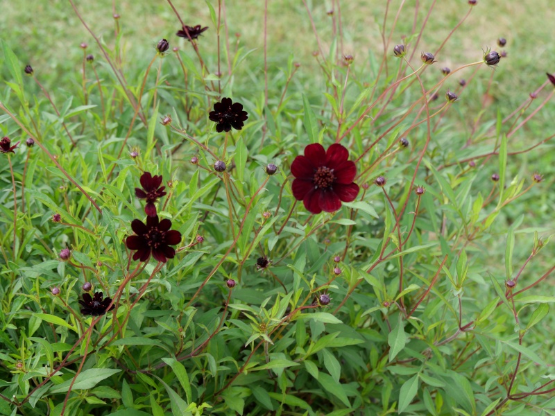 コスモス チョコレートコスモス
