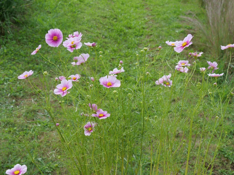 コスモス デイドリーム