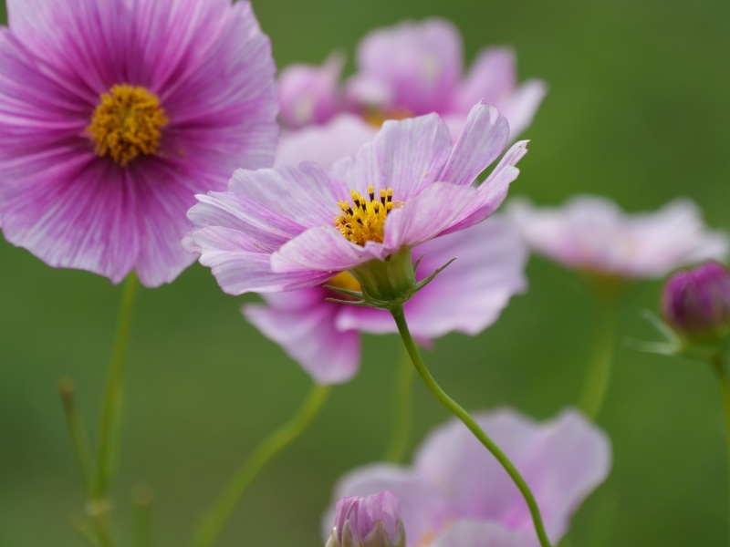 コスモス デイドリーム