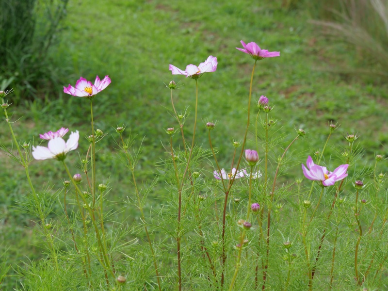 コスモス ピコティ