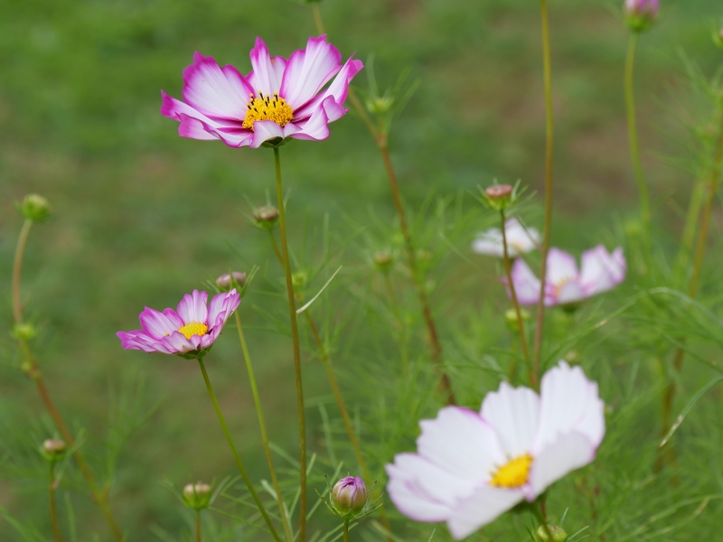 コスモス ピコティ
