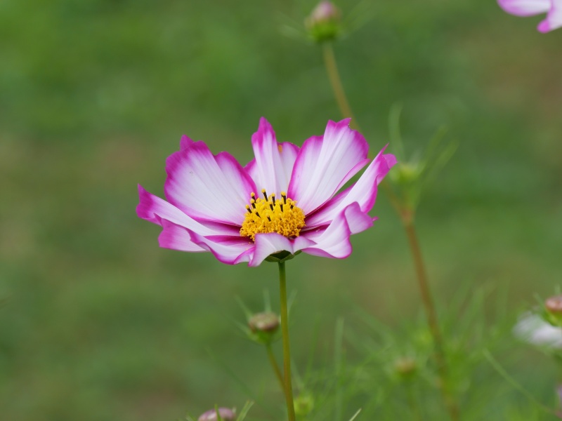 コスモス ピコティ
