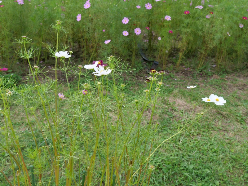 コスモス ベルサイユ ミックス