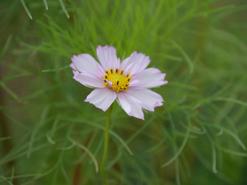 コスモス レッドイリュージョン