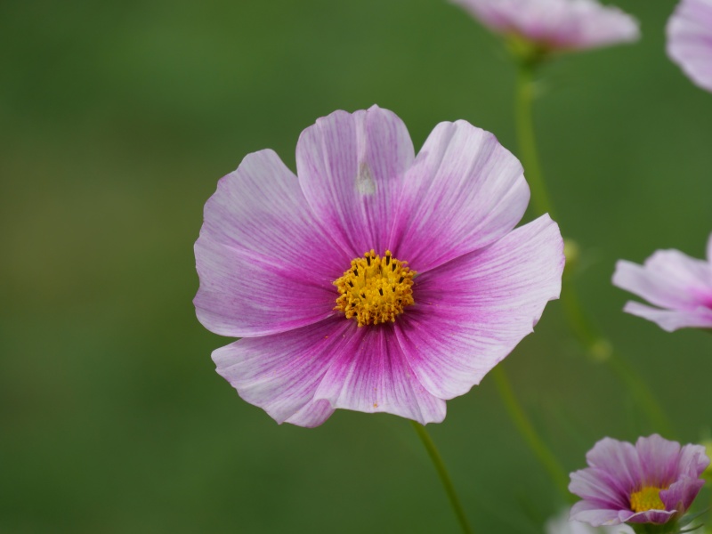 コスモス 日の丸