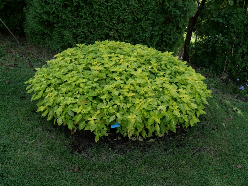 コリウス カーニバルグリーン