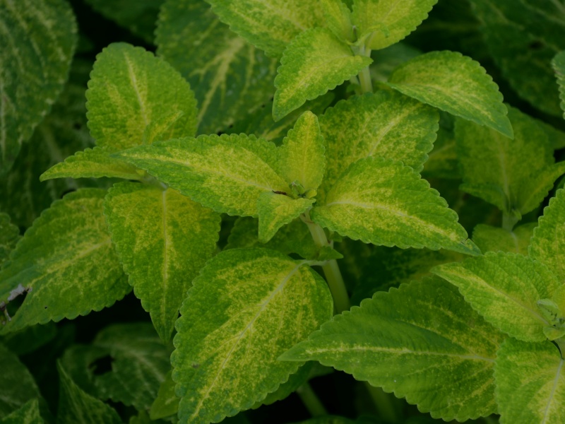 コリウス カーニバルグリーン