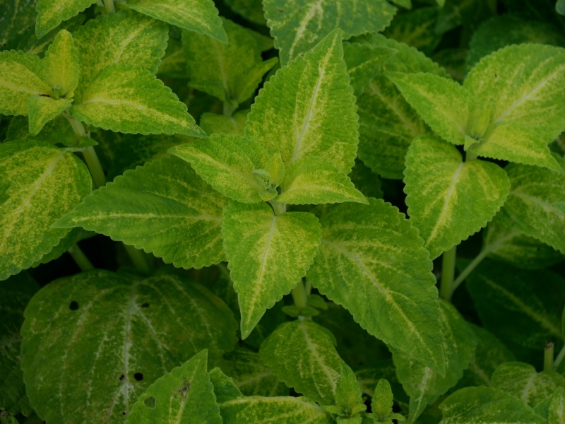 コリウス カーニバルグリーン