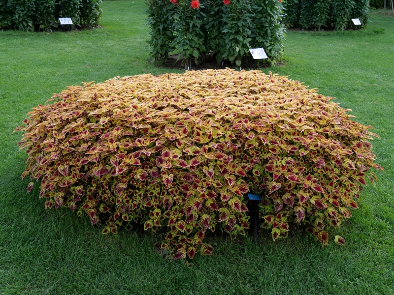 コリウス カウボーイ