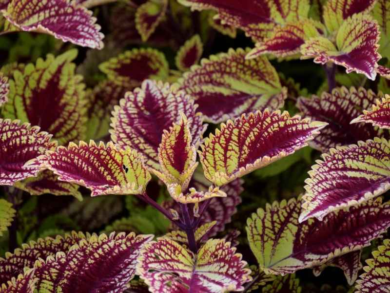 コリウス カウボーイ