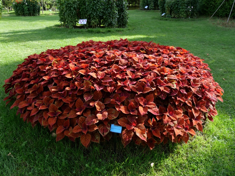 コリウス キャンプファイヤー