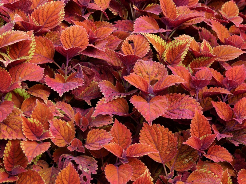 コリウス キャンプファイヤー