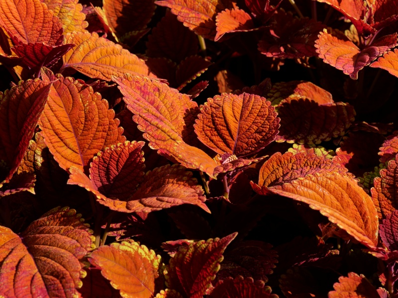 コリウス キャンプファイヤー