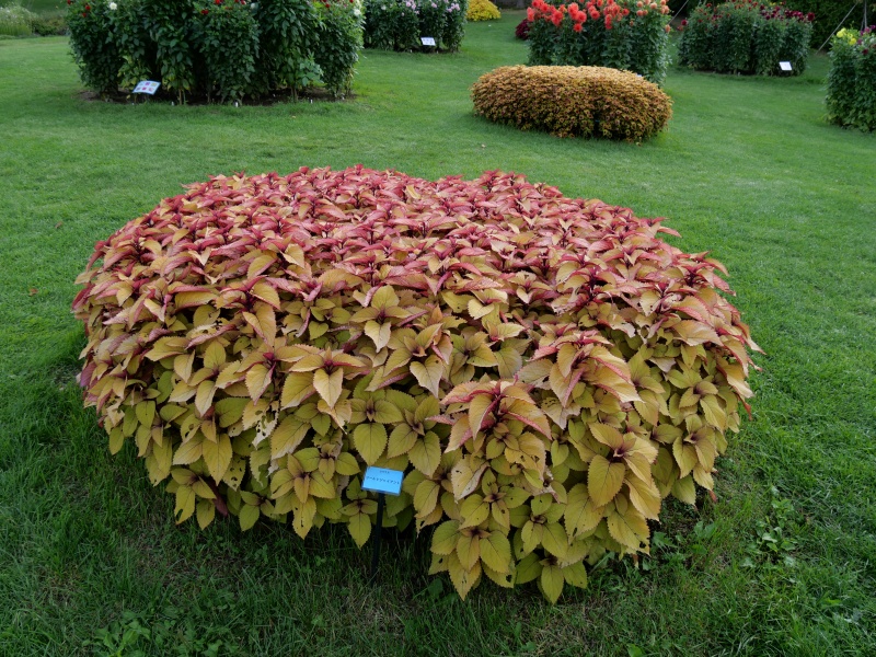 コリウス ゴールドジャイアント