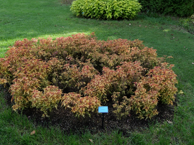 コリウス ドラジェ