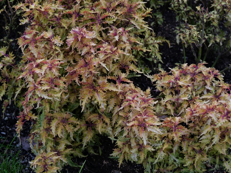 コリウス ドラジェ