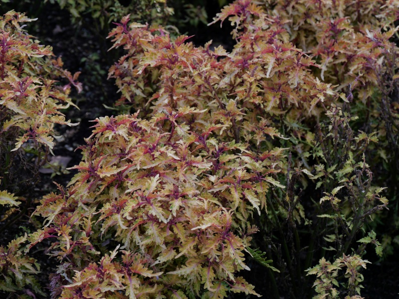 コリウス ドラジェ