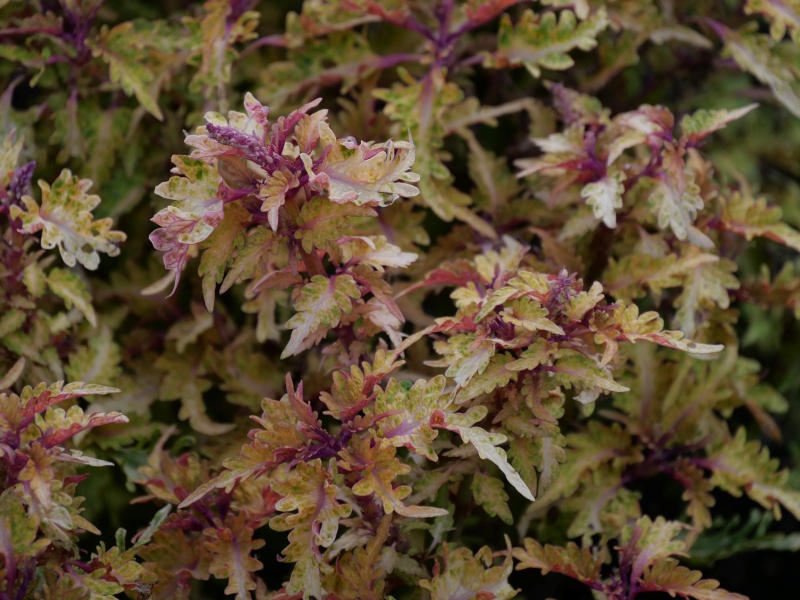 コリウス ドラジェ