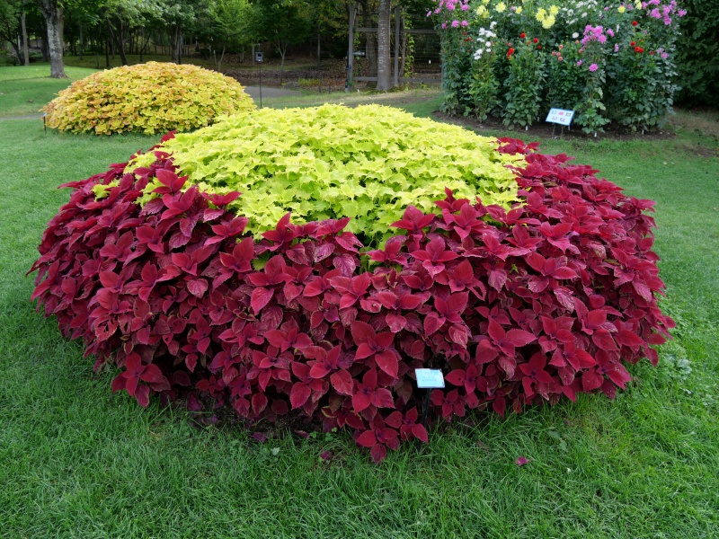 コリウス レッドヘッド