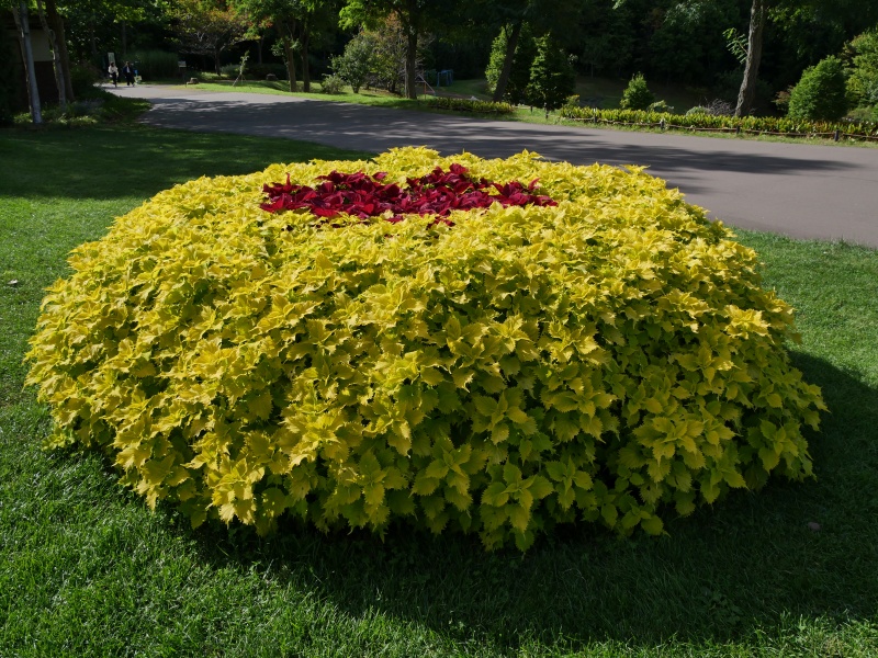 コリウス ワサビ