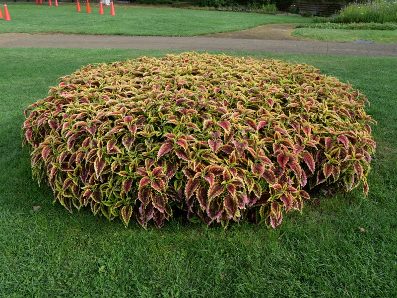 コリウス 摩天楼