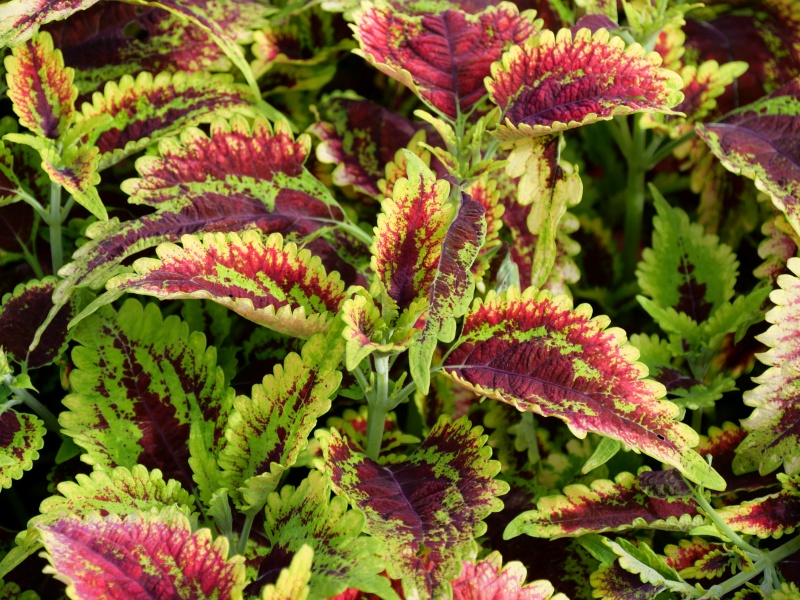 コリウス 摩天楼