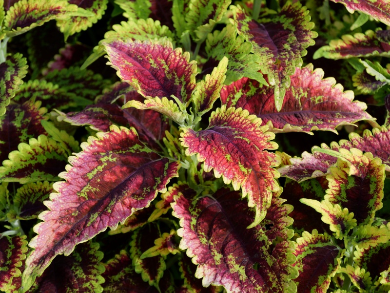 コリウス 摩天楼