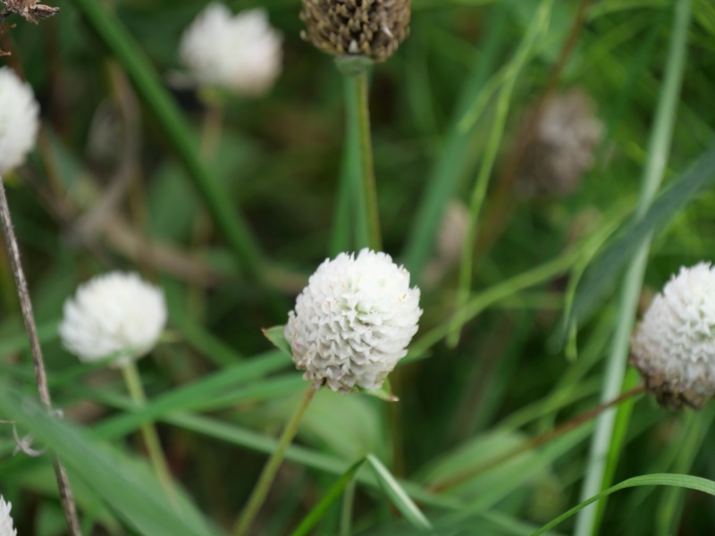 ゴンフレナ ネオンホワイト