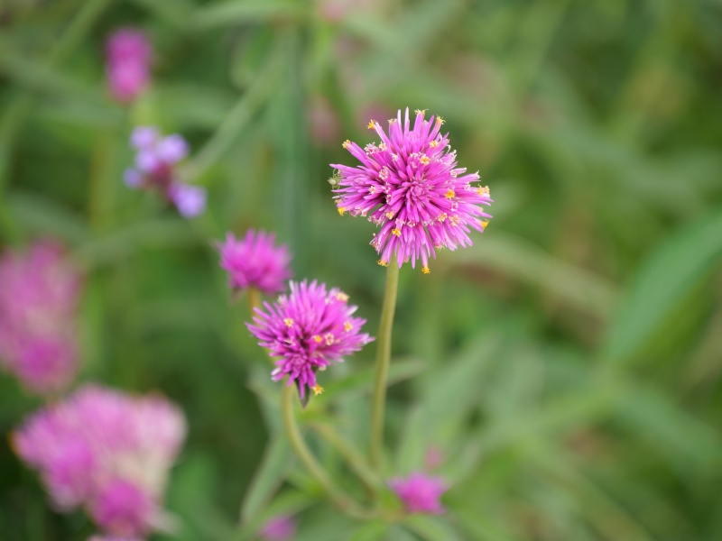 ゴンフレナ ラブラブラブ