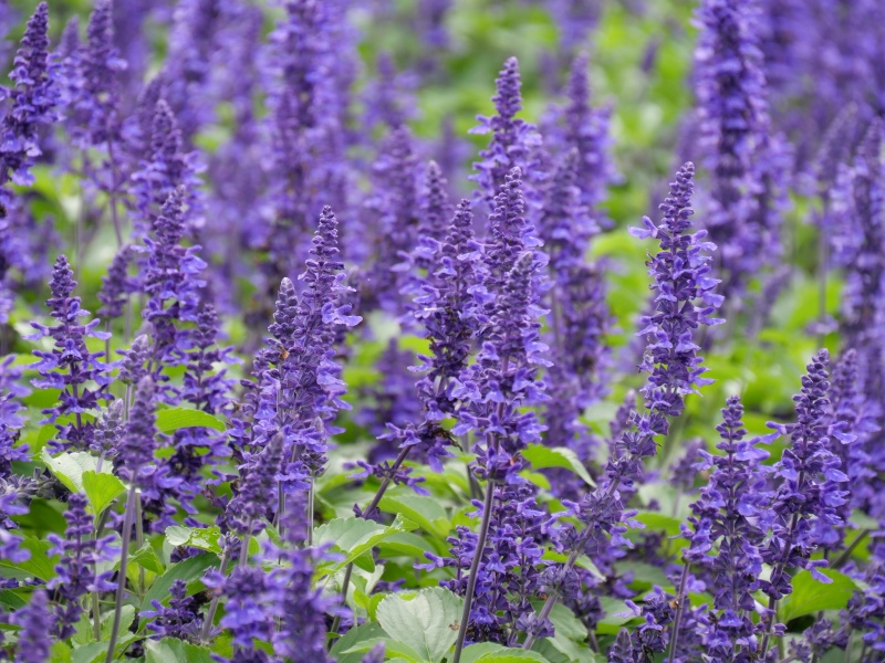 サルビア ミスティックスパイヤーズブルー