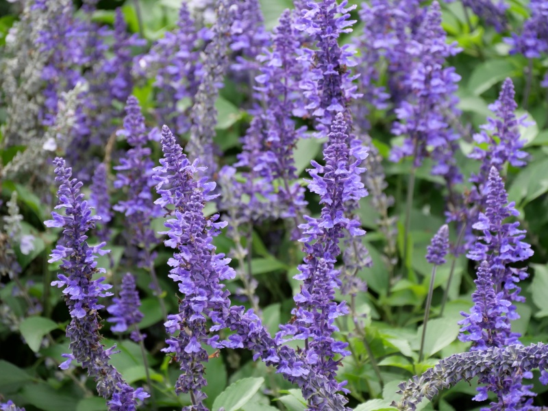 サルビア ミスティックスパイヤーズブルー